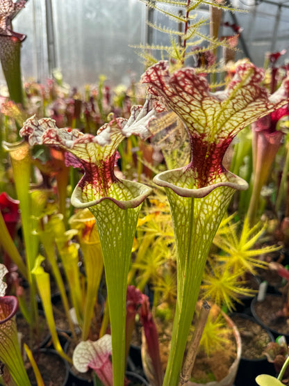 Sarracenia x Moorei Okaloosa Co Ruffled Lid yellow top red throat (Shipped Bare-Root)