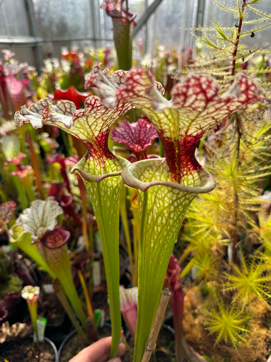 Sarracenia x Moorei Okaloosa Co Ruffled Lid yellow top red throat (Shipped Bare-Root)