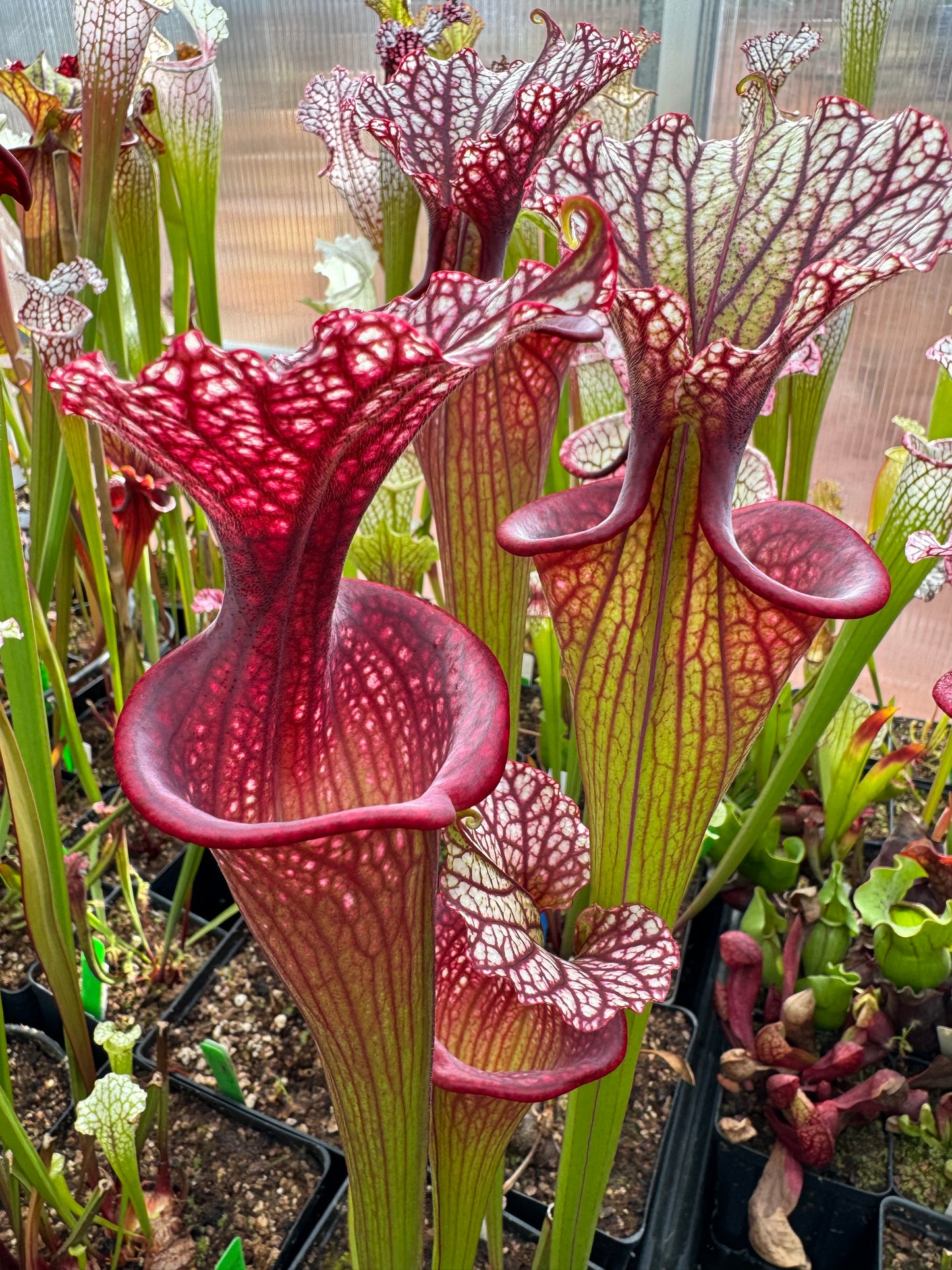 Sarracenia x Moorei Phil Clone 1 MPF1 PF (Shipped Bare-Root)