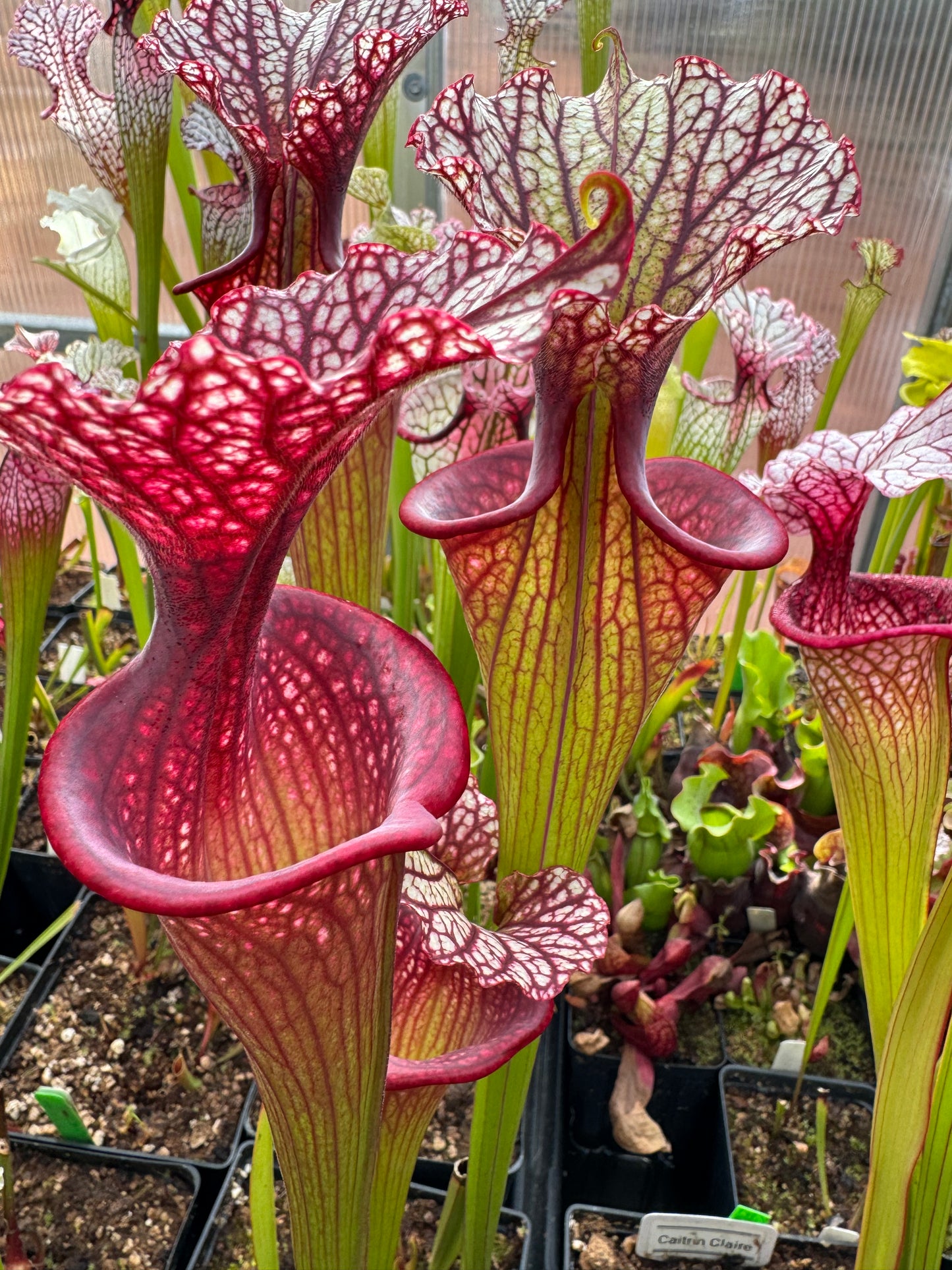 Sarracenia x Moorei Phil Clone 1 MPF1 PF (Shipped Bare-Root)