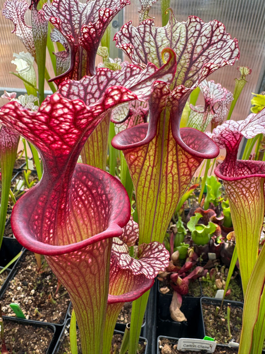 Sarracenia x Moorei Phil Clone 1 MPF1 PF (Shipped Bare-Root)