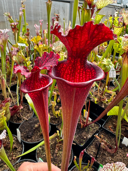 Sarracenia x moorei Super Tall Red Santa Rosa Co FL (Shipped Bare-Root)