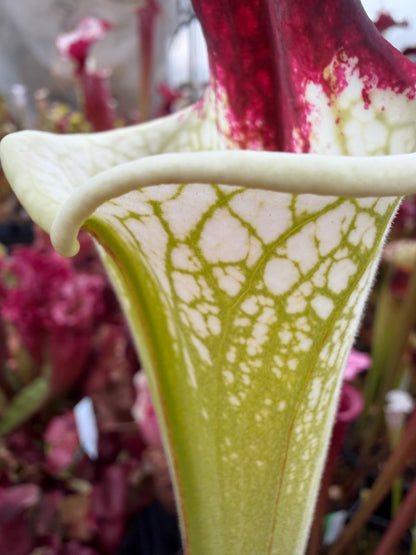 Sarracenia x Moorei x Iamsatyricon CT34 (Shipped Bare-Root)