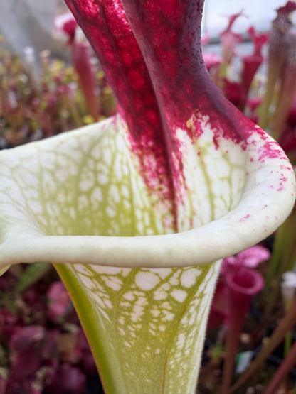 Sarracenia x Moorei x Iamsatyricon CT34 (Shipped Bare-Root)
