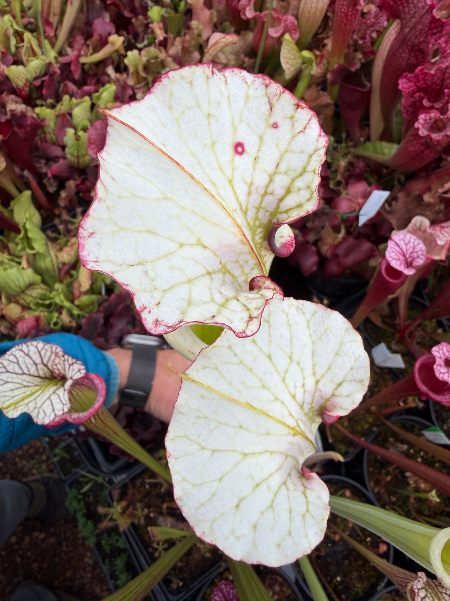 Sarracenia x Moorei x Iamsatyricon CT34 (Shipped Bare-Root)