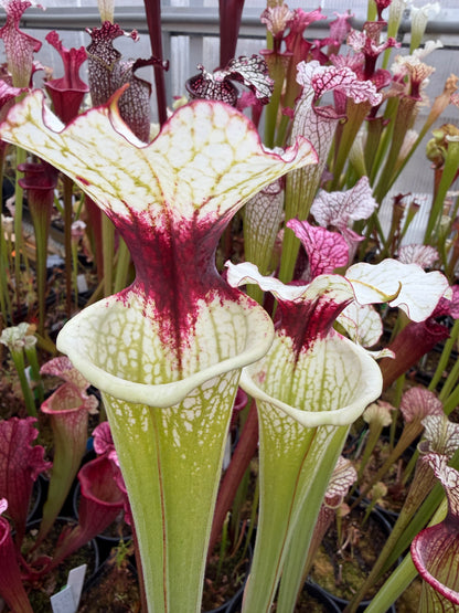 Sarracenia x Moorei x Iamsatyricon CT34 (Shipped Bare-Root)