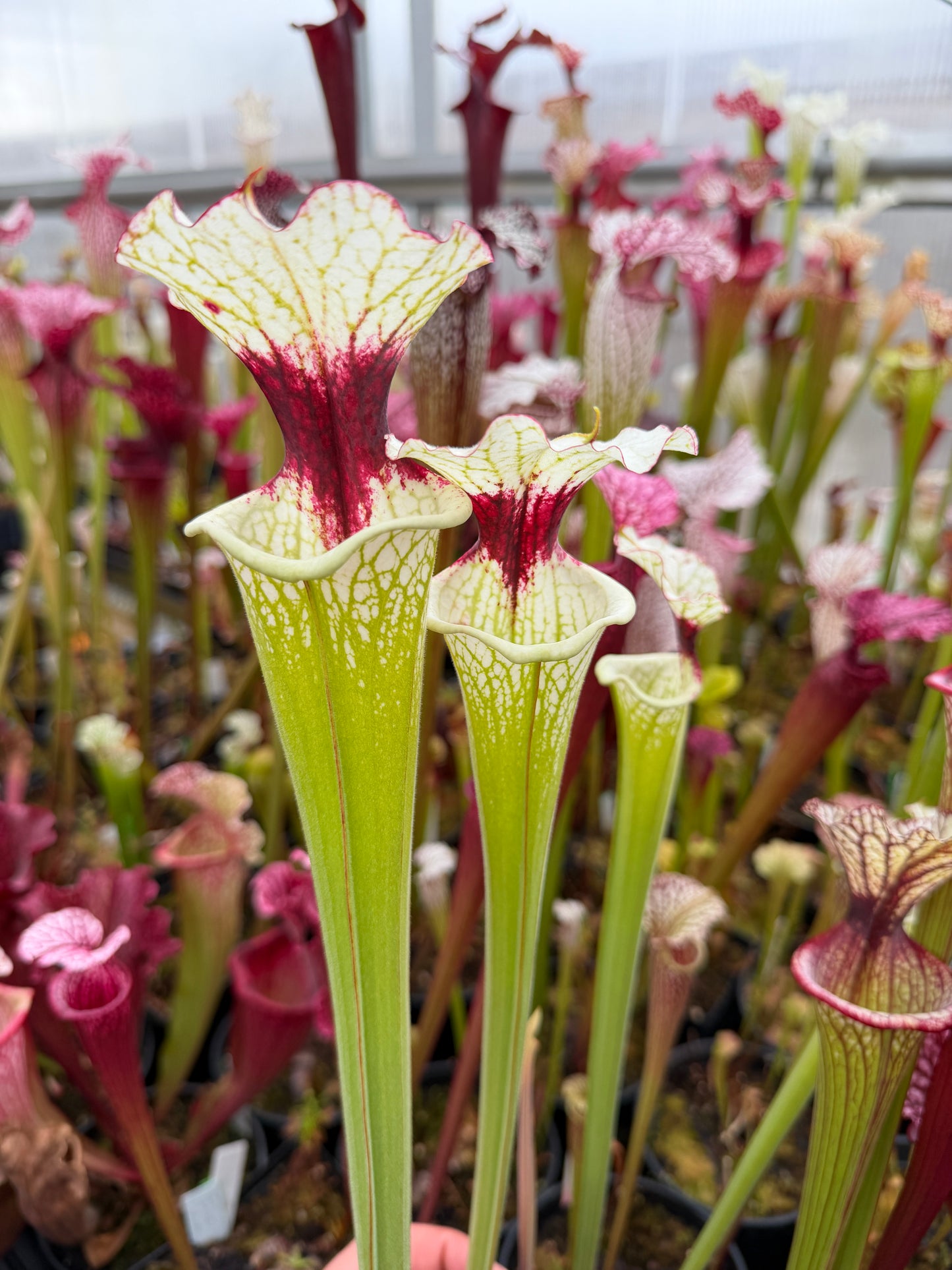 Sarracenia x Moorei x Iamsatyricon CT34 (Shipped Bare-Root)