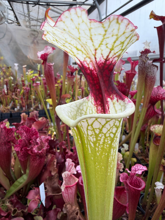 Sarracenia x Moorei x Iamsatyricon CT34 (Shipped Bare-Root)