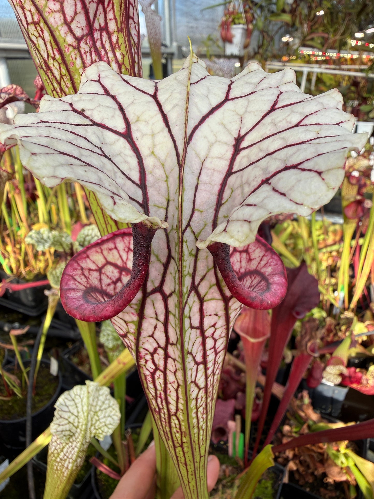 Sarracenia x MPF x Adrian Slack (Shipped Bare-Root)