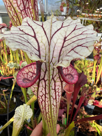 Sarracenia x MPF x Adrian Slack (Shipped Bare-Root)