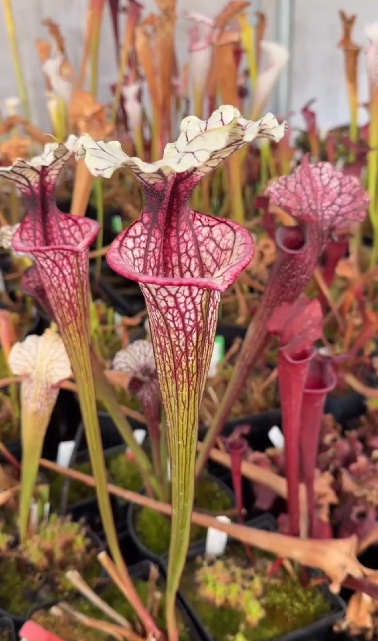 Sarracenia x MPF x Adrian Slack (Shipped Bare-Root)