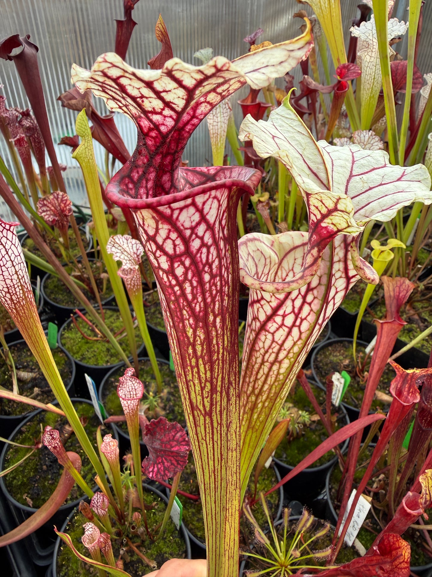 Sarracenia x MPF x Adrian Slack (Shipped Bare-Root)