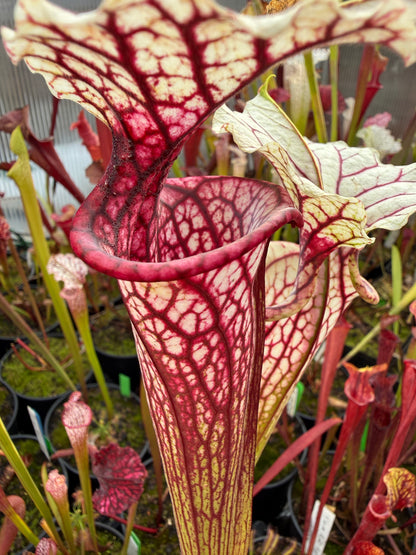 Sarracenia x MPF x Adrian Slack (Shipped Bare-Root)