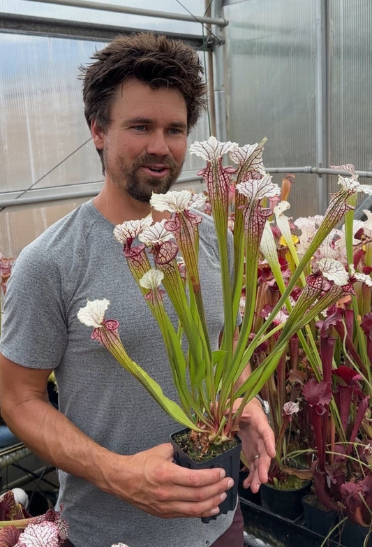 Sarracenia x MPF x Adrian Slack (Shipped Bare-Root)