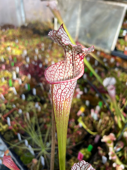 Sarracenia x Nautilus (Shipped Bare-Root)
