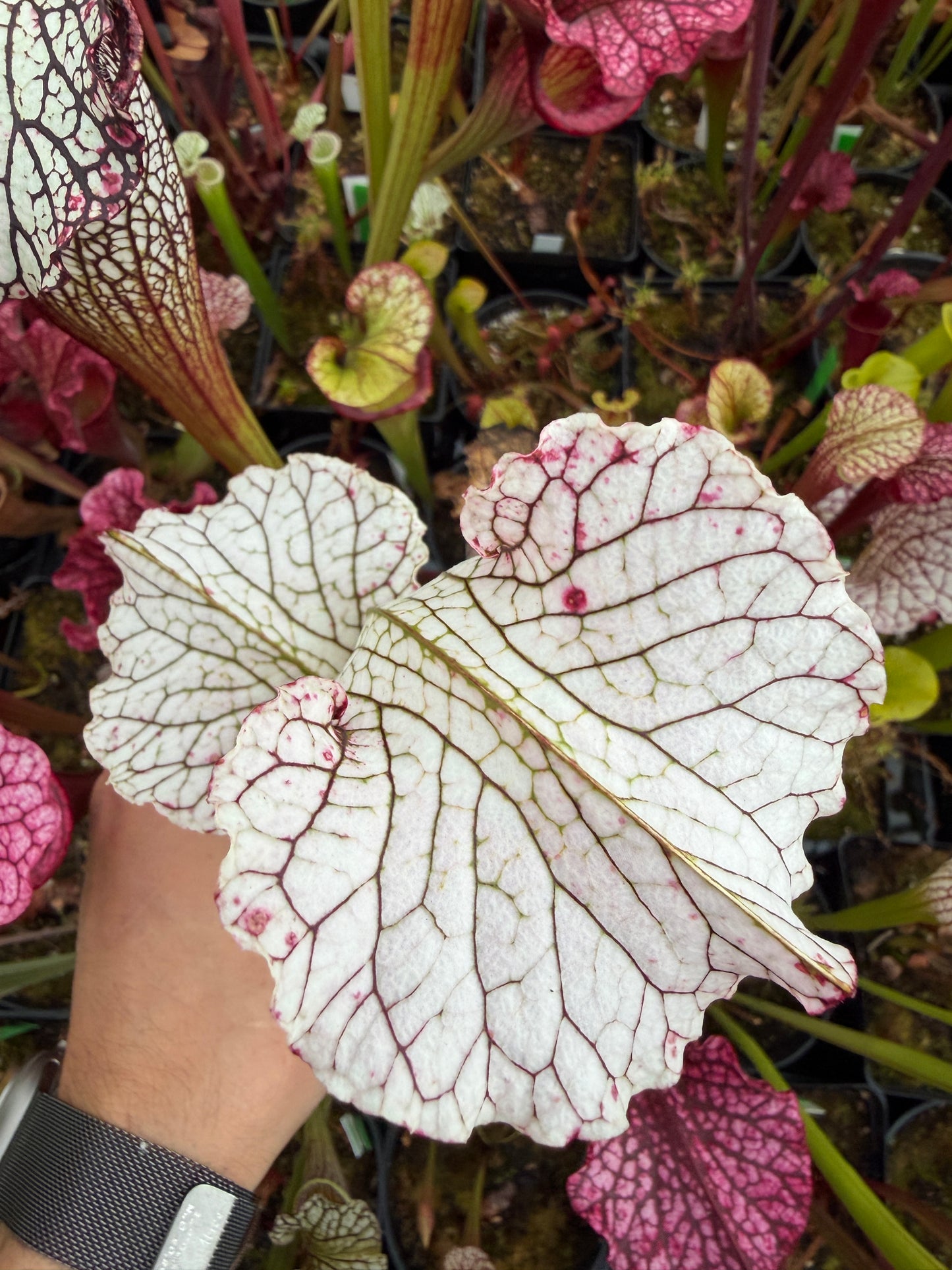 Sarracenia x October Hope - Small (Shipped Bare-Root)