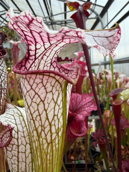 Sarracenia x October Hope - Small (Shipped Bare-Root)