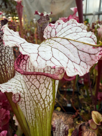 Sarracenia x October Hope - Small (Shipped Bare-Root)