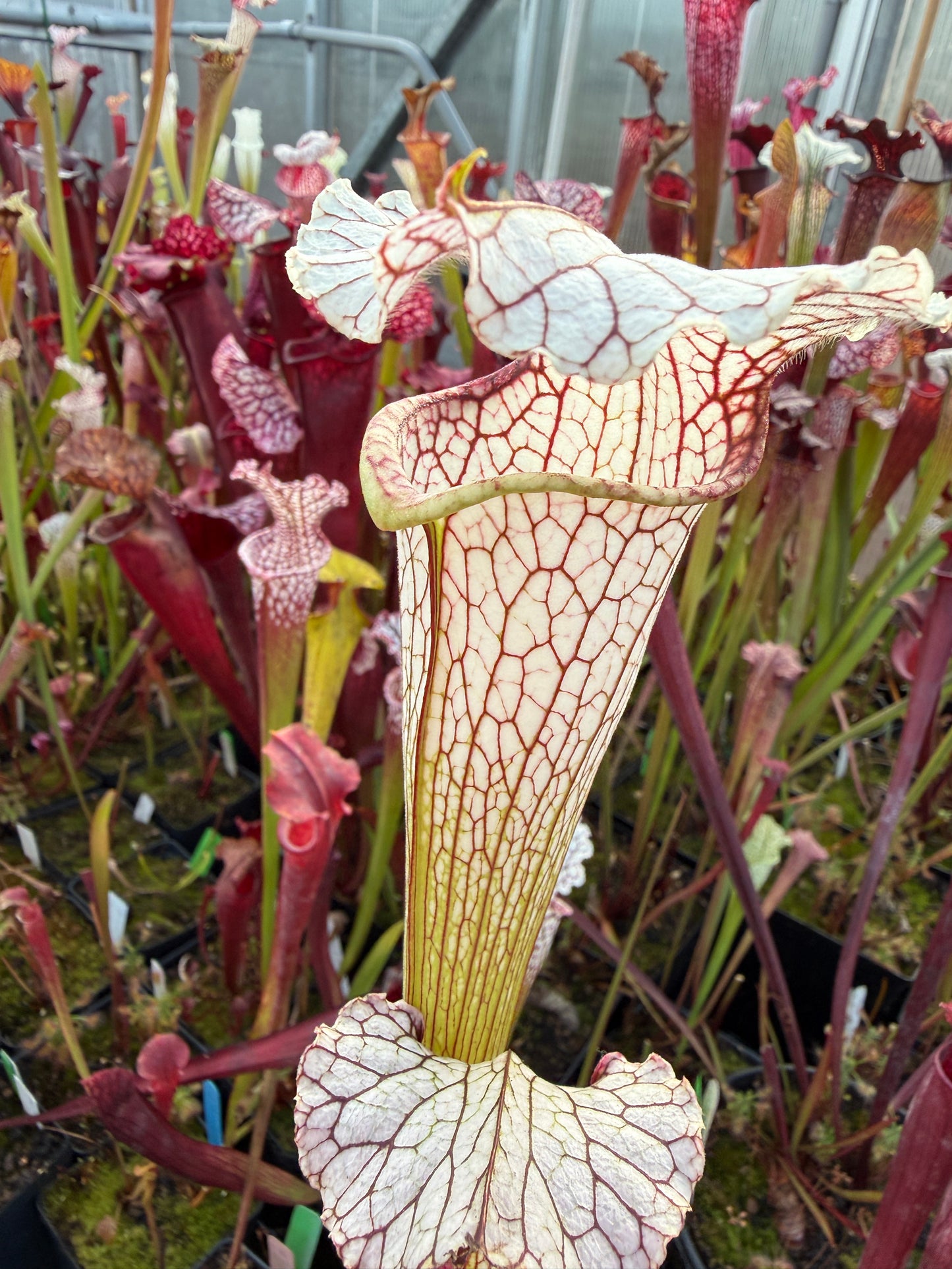 Sarracenia x October Hope - Small (Shipped Bare-Root)