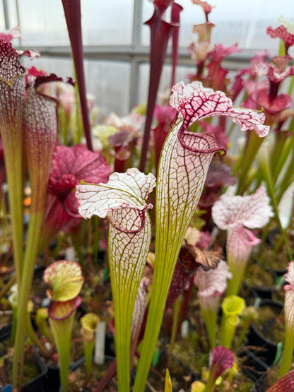 Sarracenia x October Hope - Small (Shipped Bare-Root)