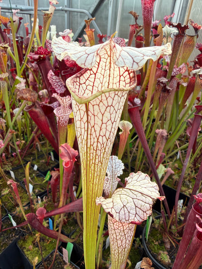 Sarracenia x October Hope - Small (Shipped Bare-Root)