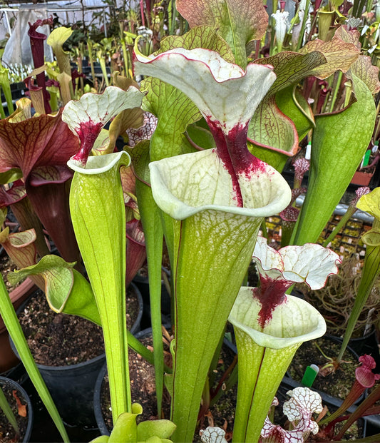 Sarracenia x Oliver Finn (Shipped Bare-Root)