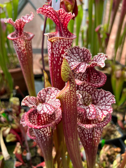 Sarracenia x Orange Sunset x leucophylla Purple Lips AH33 Best (Shipped Bare-Root)