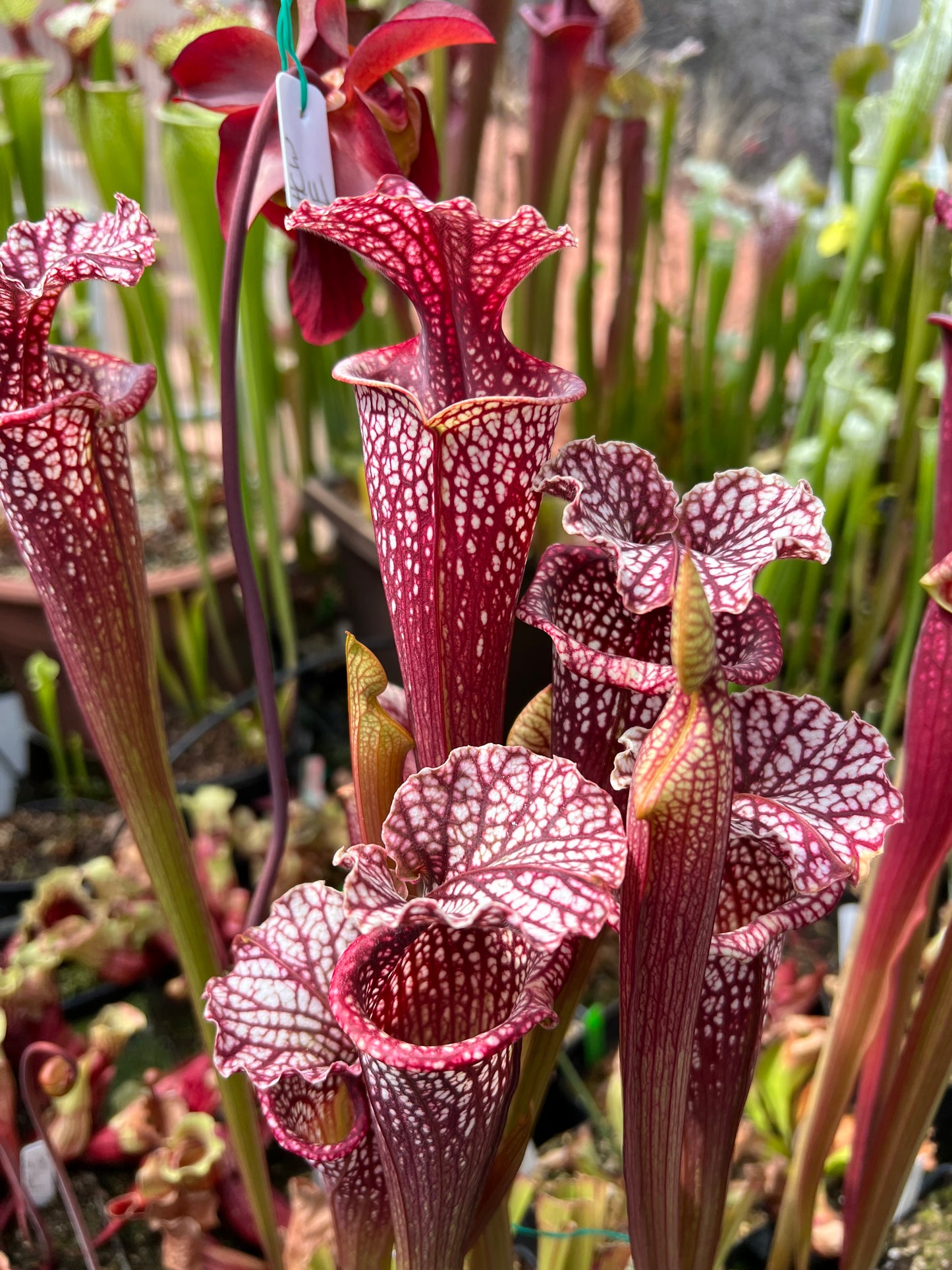 Sarracenia x Orange Sunset x leucophylla Purple Lips AH33 Best (Shipped Bare-Root)