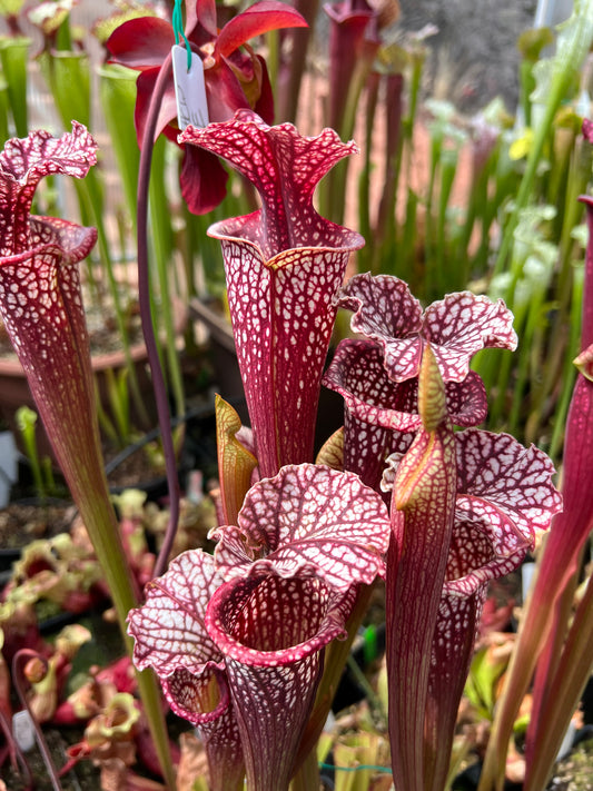Sarracenia x Orange Sunset x leucophylla Purple Lips AH33 Best (Shipped Bare-Root)