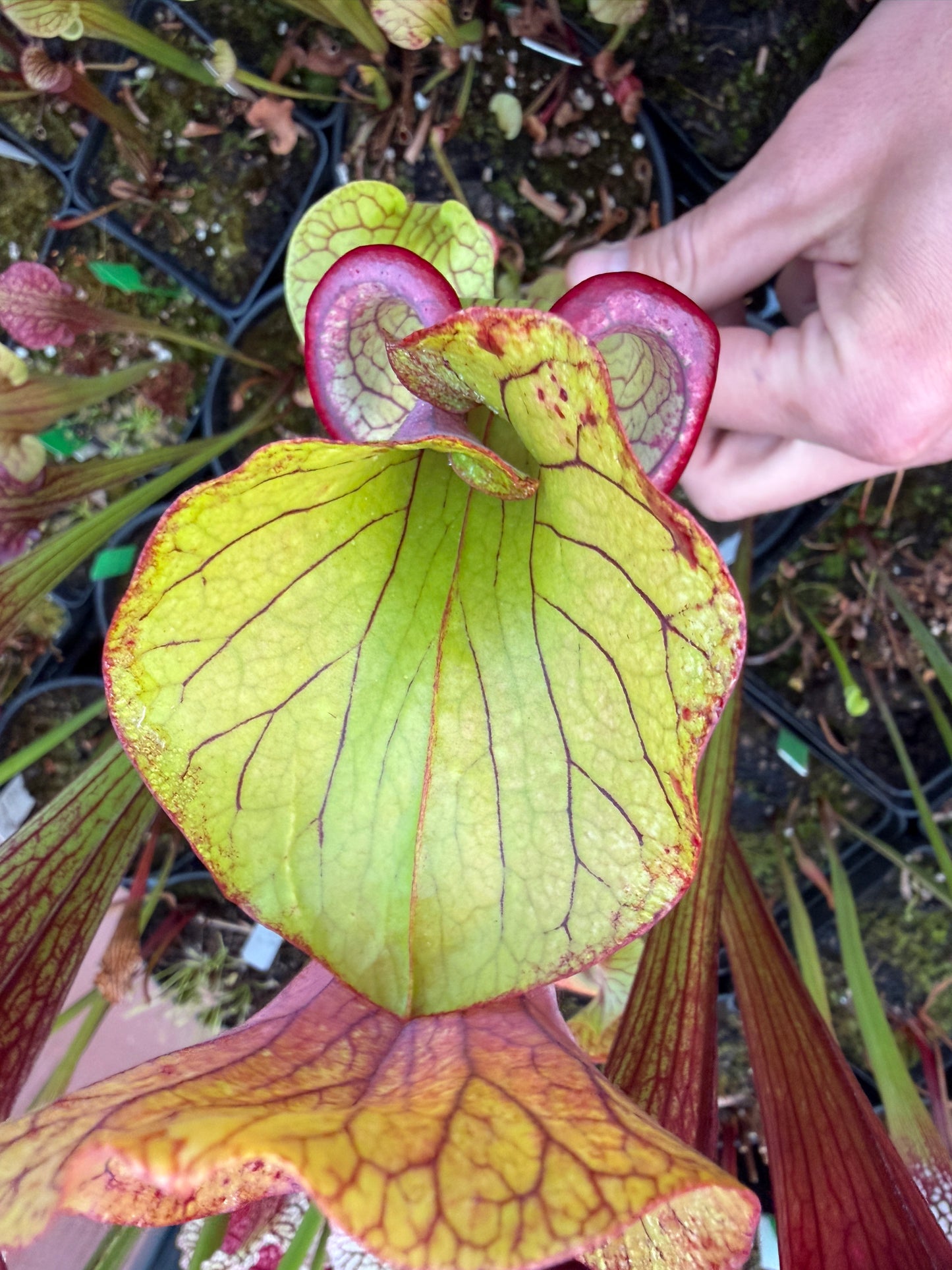 Sarracenia x oreophila Sand Mt B x Berry Pastry 1 (Shipped Bare-Root)