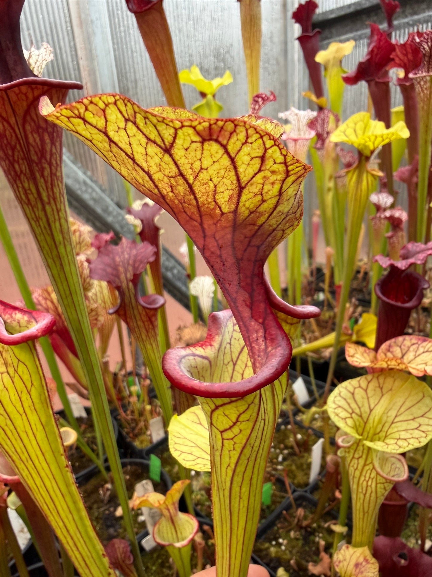 Sarracenia x oreophila Sand Mt B x Berry Pastry 1 (Shipped Bare-Root)