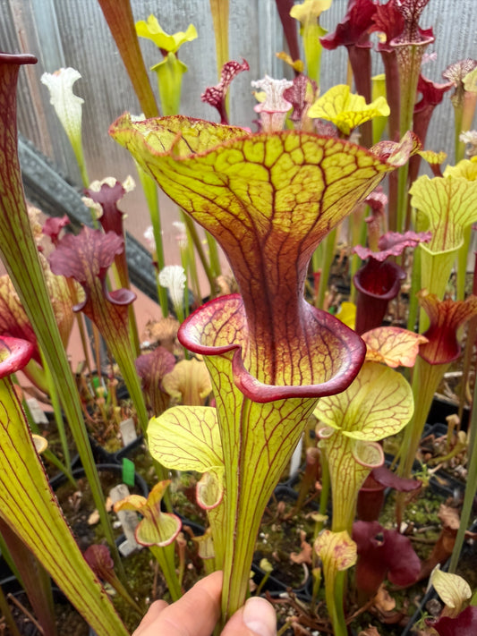 Sarracenia x oreophila Sand Mt B x Berry Pastry 1 (Shipped Bare-Root)