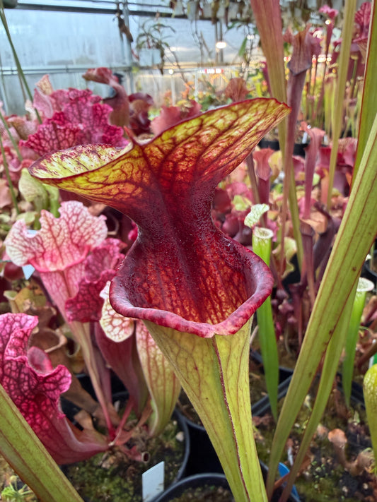 Sarracenia x oreophila (UCB x MK017) Select Purple x Legacy (Shipped Bare-Root)