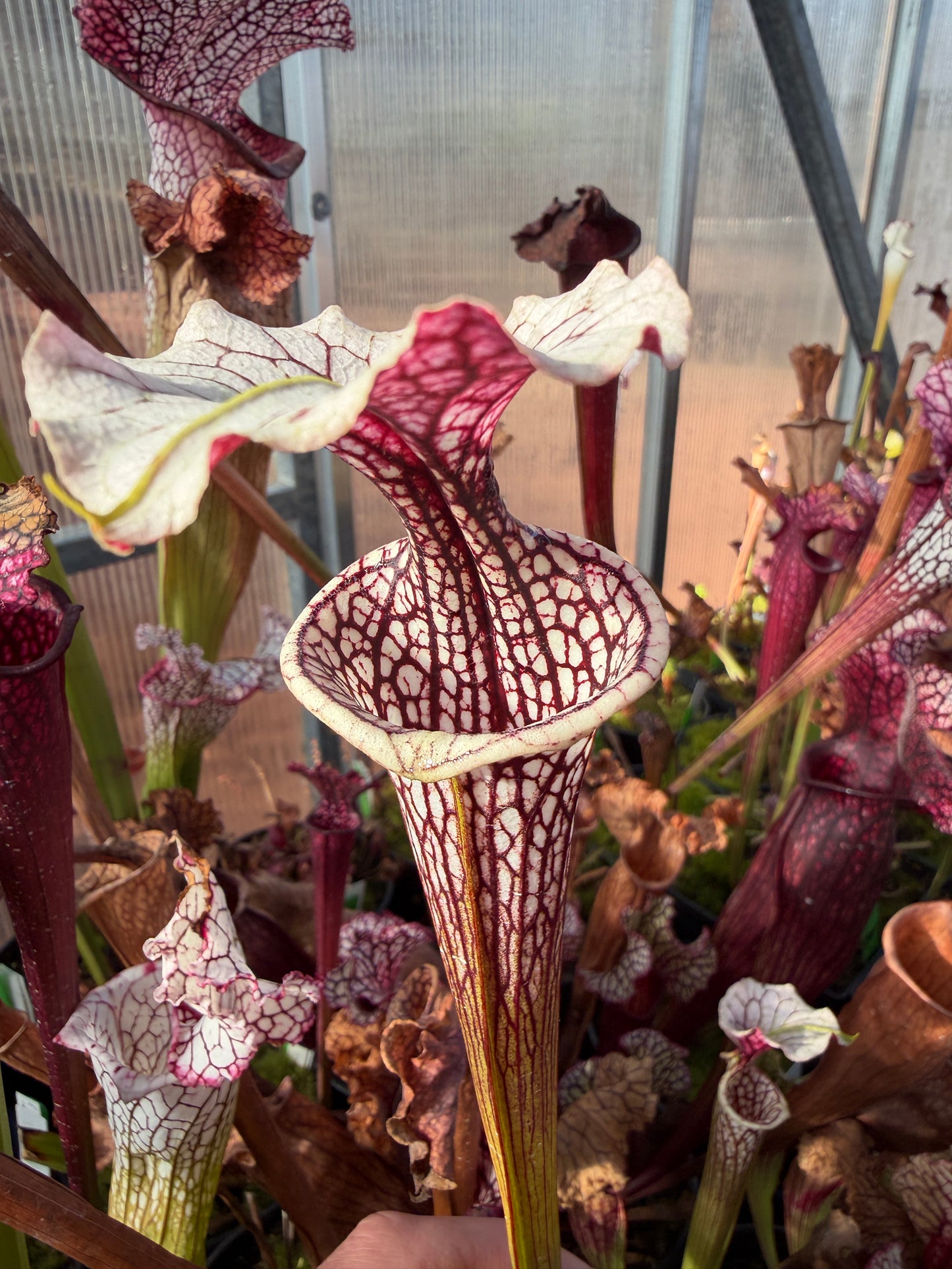 Sarracenia x (oreophila x alata) x Adrian Slack Dirty Divisions (Shipped Bare-Root)
