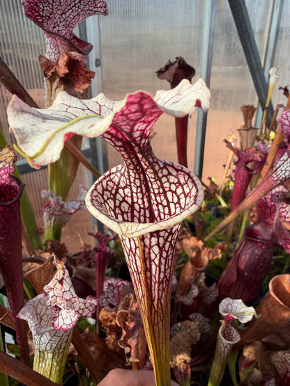 Sarracenia x (oreophila x alata) x Adrian Slack Dirty Divisions (Shipped Bare-Root)