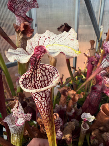 Sarracenia x (oreophila x alata) x Adrian Slack Dirty Divisions (Shipped Bare-Root)