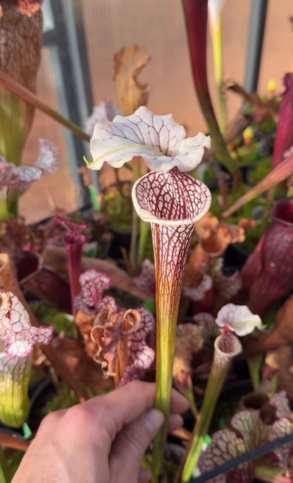 Sarracenia x (oreophila x alata) x Adrian Slack Dirty Divisions (Shipped Bare-Root)