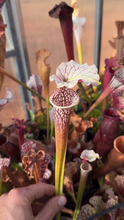 Sarracenia x (oreophila x alata) x Adrian Slack Dirty Divisions (Shipped Bare-Root)