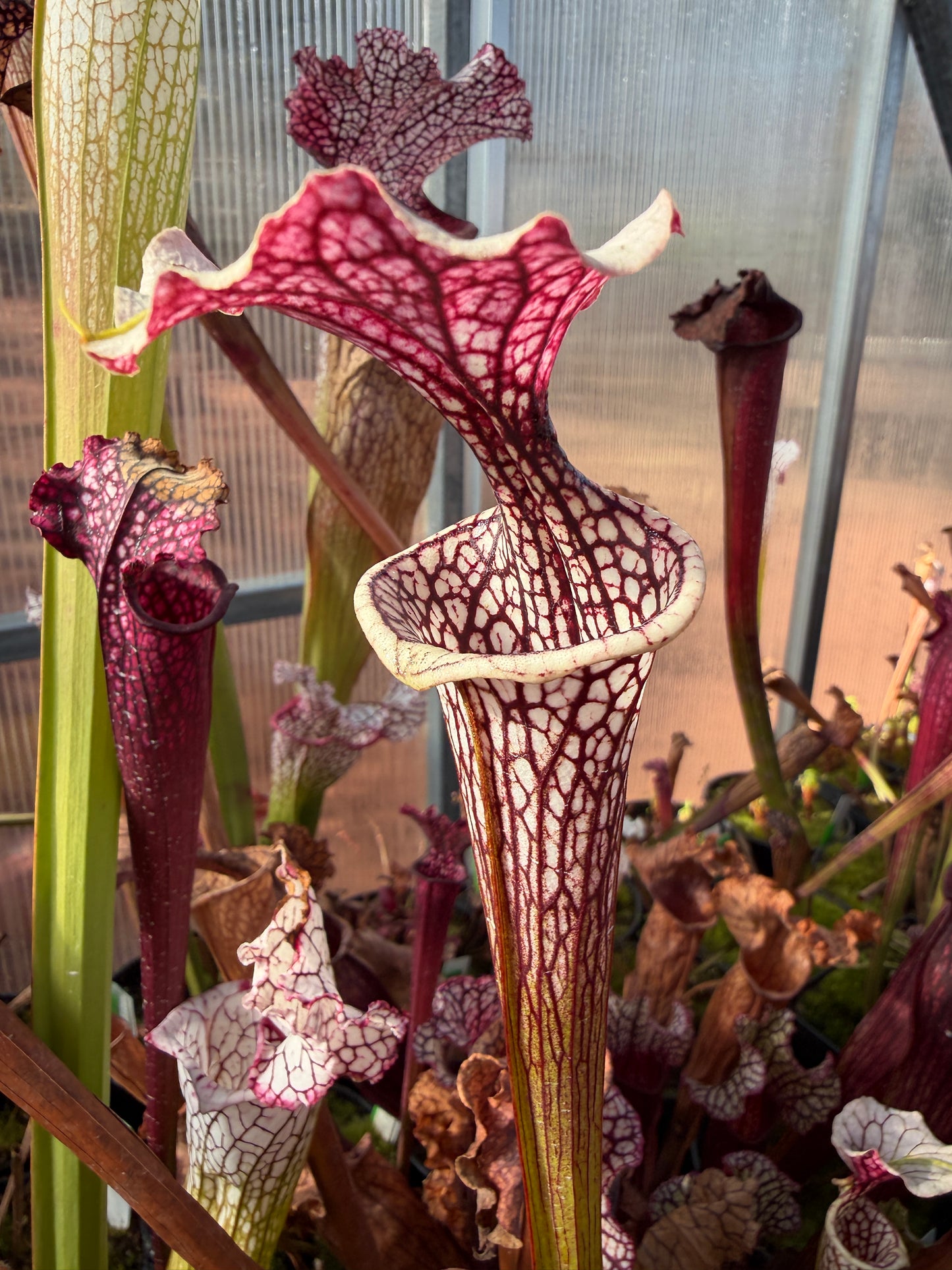 Sarracenia x (oreophila x alata) x Adrian Slack Dirty Divisions (Shipped Bare-Root)