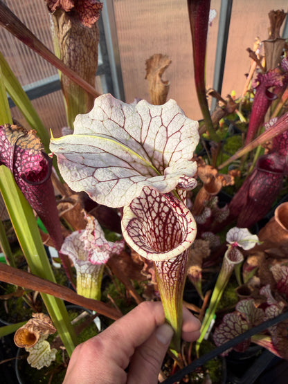 Sarracenia x (oreophila x alata) x Adrian Slack Dirty Divisions (Shipped Bare-Root)