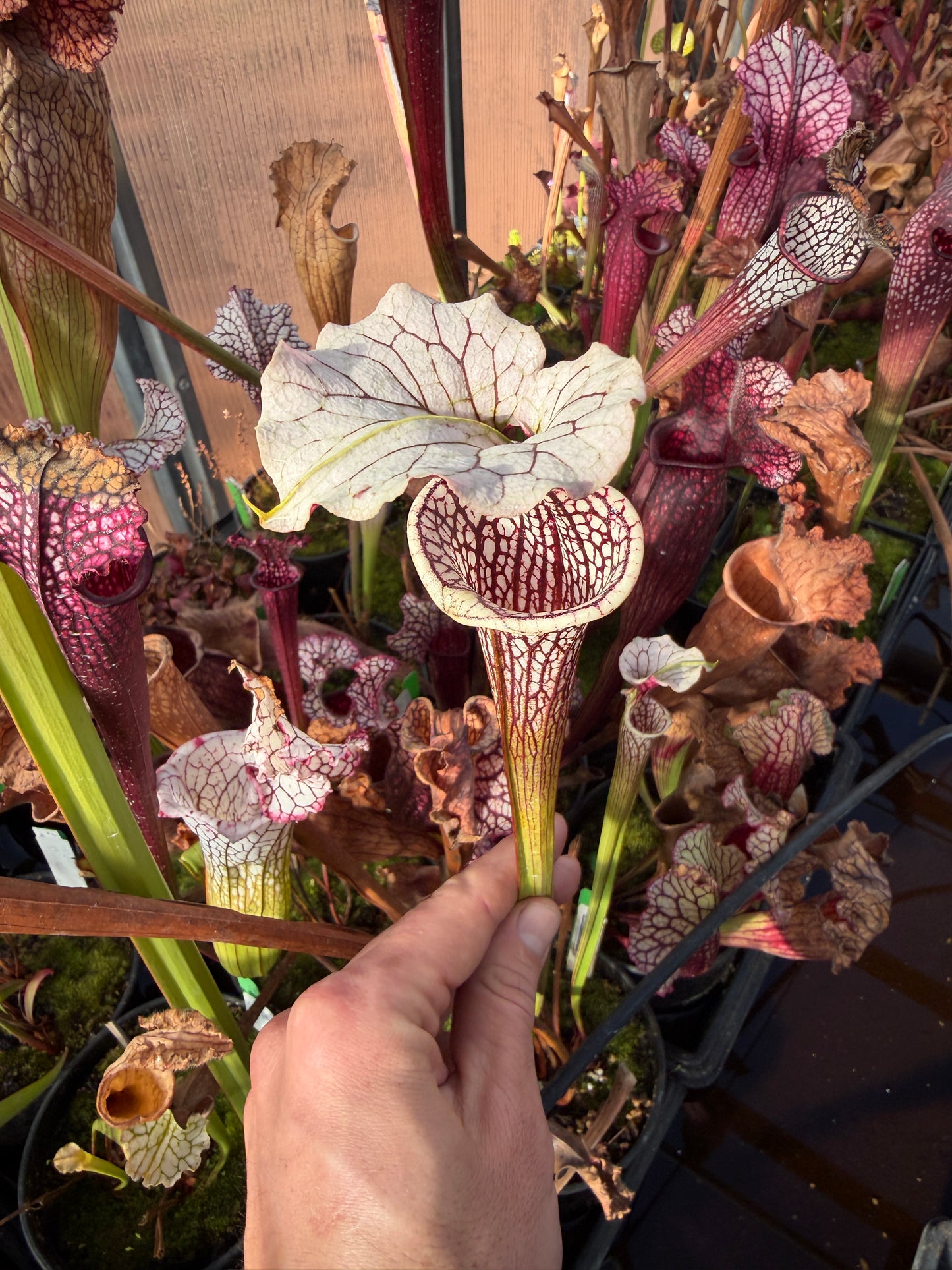 Sarracenia x (oreophila x alata) x Adrian Slack Dirty Divisions (Shipped Bare-Root)