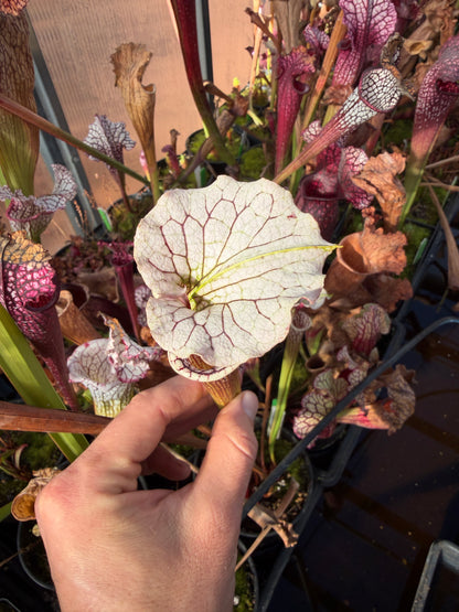Sarracenia x (oreophila x alata) x Adrian Slack Dirty Divisions (Shipped Bare-Root)