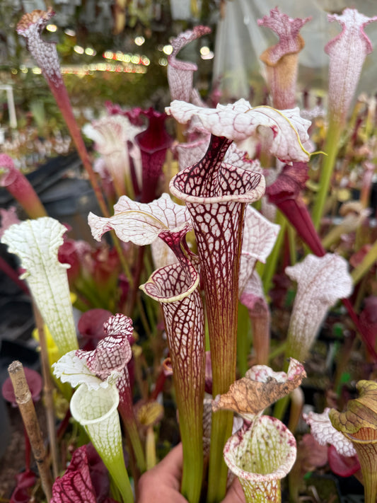 Sarracenia x (oreophila x alata) x Adrian Slack Dirty Divisions (Shipped Bare-Root)