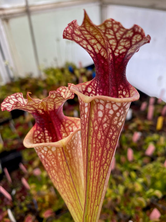 Sarracenia x (Oreophila x Flava Rugelii) x 'Alucard' OH11 (Shipped Bare-Root)