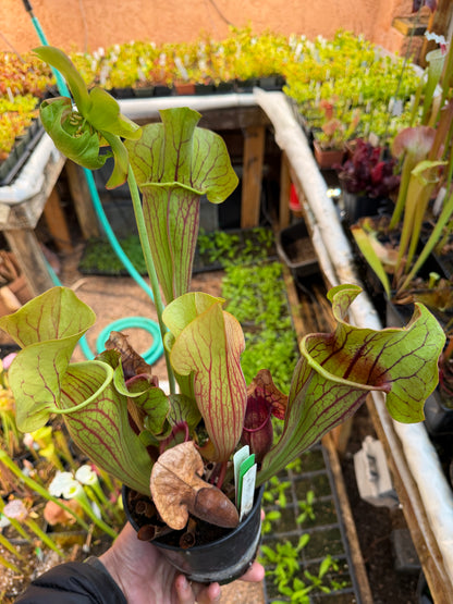 Sarracenia x oreophila x purpurea Cooks Liz T. (Shipped Bare-Root)