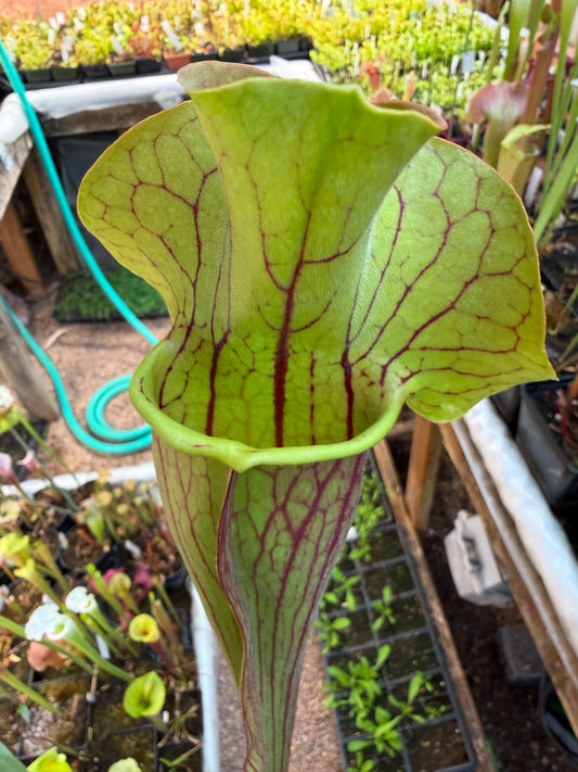Sarracenia x oreophila x purpurea Cooks Liz T. (Shipped Bare-Root)