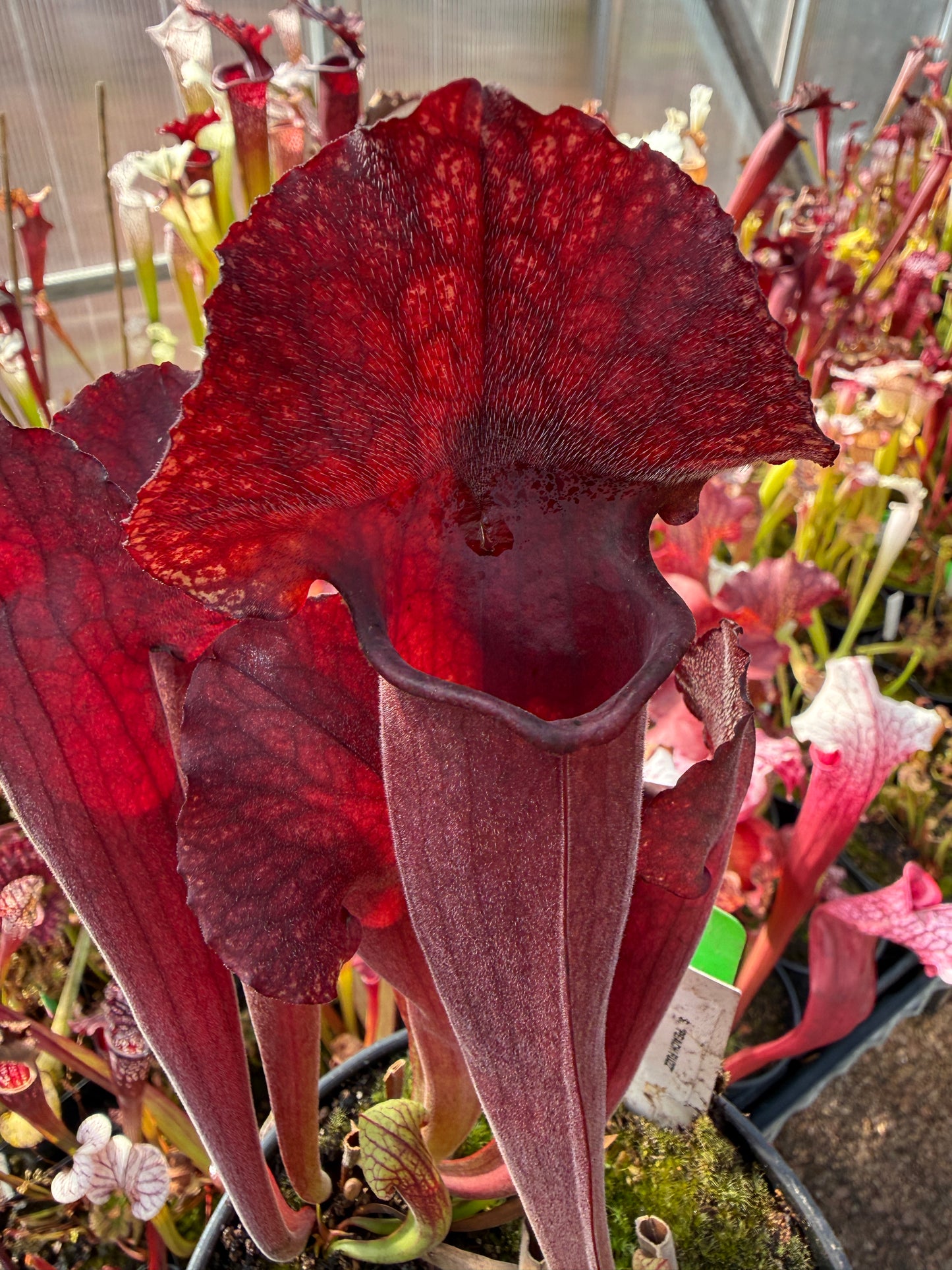 Sarracenia x Peach Fuzz (Shipped Bare-Root)