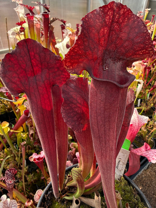 Sarracenia x Peach Fuzz (Shipped Bare-Root)