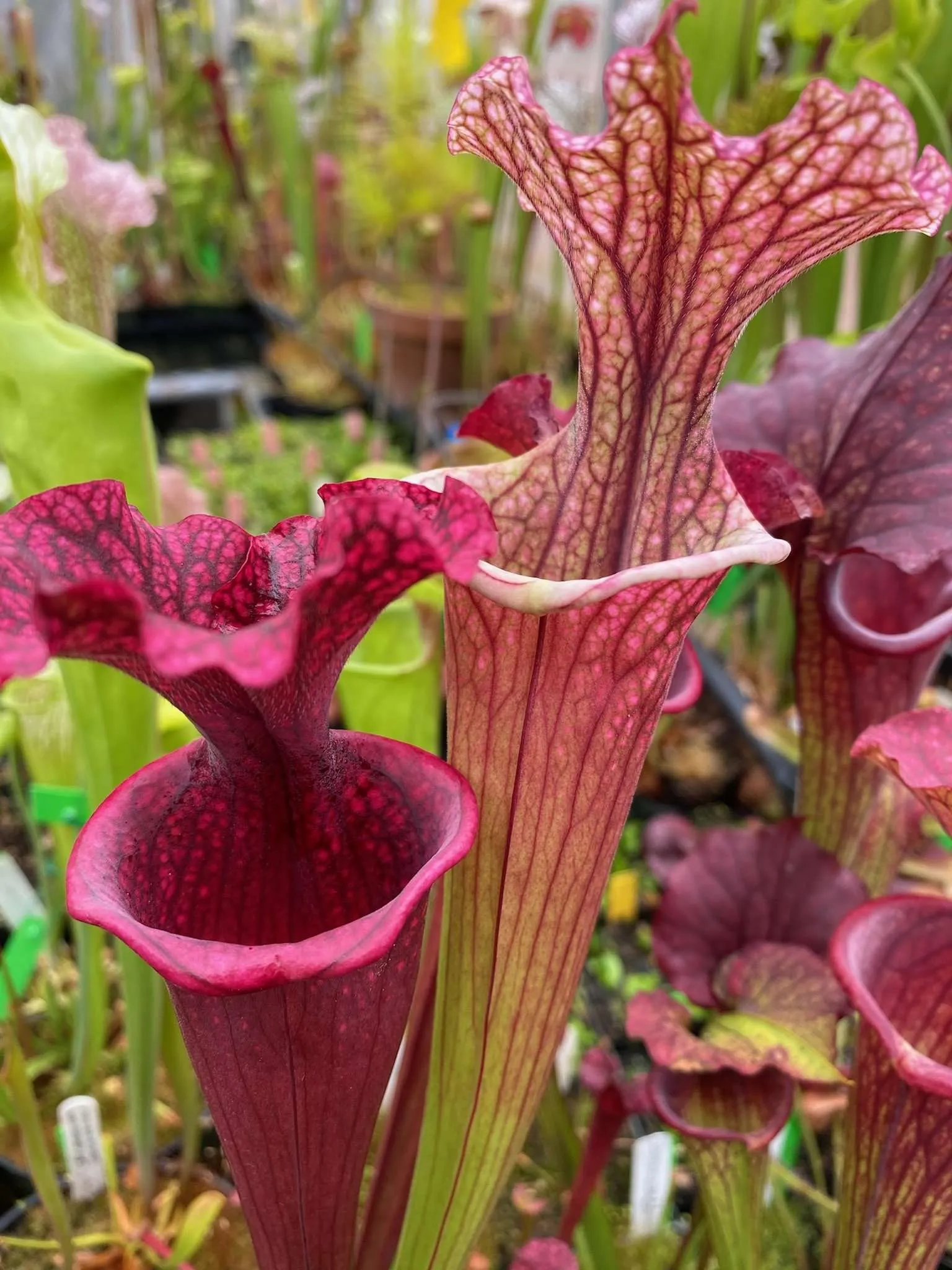 Sarracenia x Pink Champagne = Reptilian Rose x (flava Rubricorpora x leucophylla) Robert Co #6