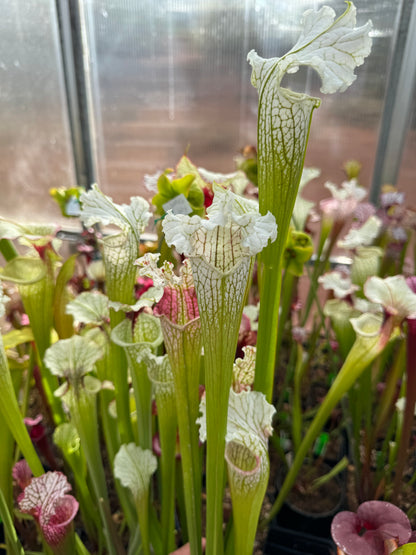 Sarracenia x Pink Panther (Shipped Bare-Root)